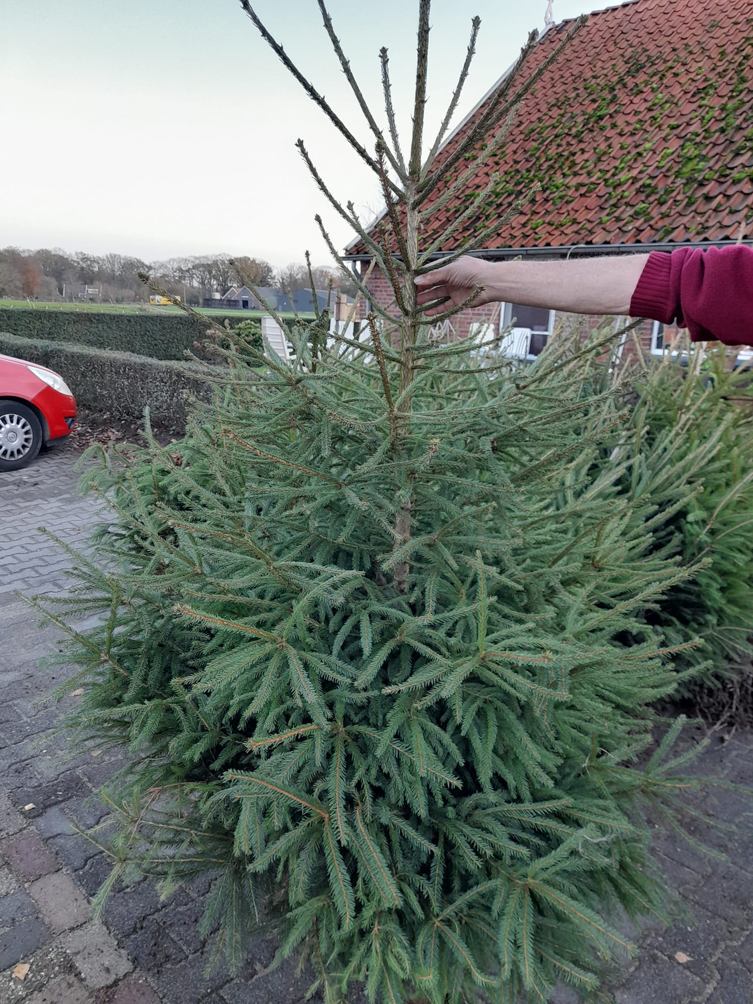 Kerstbomen bij Lensink Aardappelen te Aalten